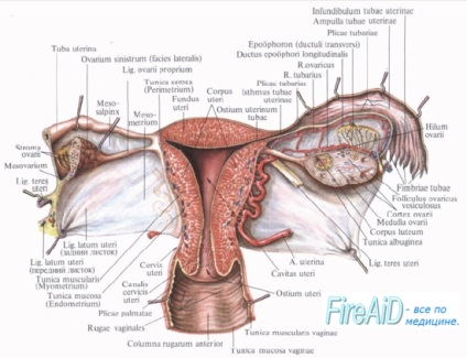 mucusului cervical (transport) mucusul cervical