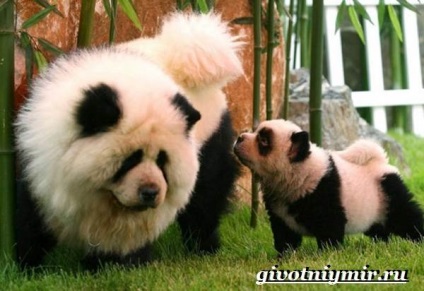 Chow Chow rasa de câine (câine chow chow fotografie) Chow Chow rasa de câine