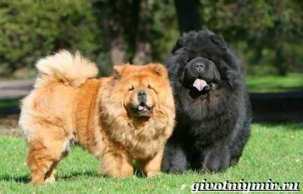 Chow Chow de câine rasa (este unul plin) Chow Chow rasa de câine