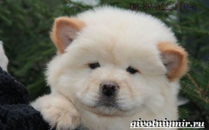 Chow Chow rasa de caini (chow rasa chow. Descriere) Chow Chow rasa de câine