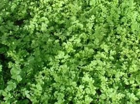 Mai bine pentru a planta o gradina de legume în toamna după recoltare pentru a fertiliza solul (mai bine pentru a planta o gradina de legume pentru iarnă mai bine pentru a planta un îngrășământ de grădină de legume) Mai bine pentru a planta o gradina de legume în toamna după recoltare pentru a fertiliza solul