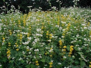 Mai bine pentru a planta o gradina de legume în toamna după recoltare pentru a fertiliza solul (mai bine) Mai bine pentru a planta o gradina de legume în toamna după recoltare pentru a fertiliza solul