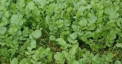 Mai bine pentru a planta o gradina de legume în toamna după recoltare pentru a fertiliza solul (în toamnă) Mai bine pentru a planta o gradina de legume în toamna după recoltare pentru a fertiliza solul
