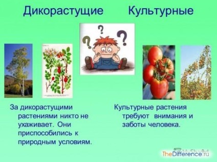 Diferitele plante de cultură din natură, care este diferența (diferită) Diferitele plante de cultură din natură, ceea ce este diferența