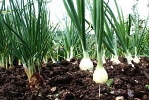 Ceapa hrana pentru o mai bună creștere (fertilizare) Ceapa de alimentare pentru o mai bună creștere