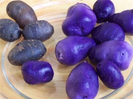 Cât de util cartofi mov - cartofi violet soi - alimente (cartofi roșii) Cât de util cartofi violet - cartofi varietate violet - alimente