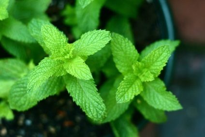 Menta este util pentru corpul uman (mentă) Menta este util pentru corpul uman