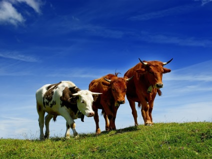 vite dăltuit - vaci, bovine etichetarea, identificarea agricole (ferma) bovine dăltuit - vaci, bovine etichetarea, identificarea agricole