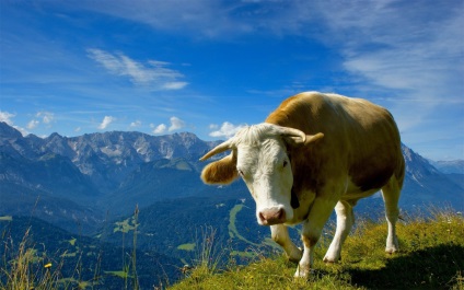 bovine dăltuit - vaci, bovine etichetarea, identificarea agricole