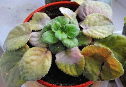 Ce se întâmplă dacă violet uscat (la cameră frunze violet) (frunze) Ce se întâmplă dacă violet uscat (violet frunze în cameră)