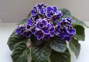 Ce se întâmplă dacă violet uscat (la cameră frunze violet) (frunze) Ce se întâmplă dacă violet uscat (violet frunze în cameră)
