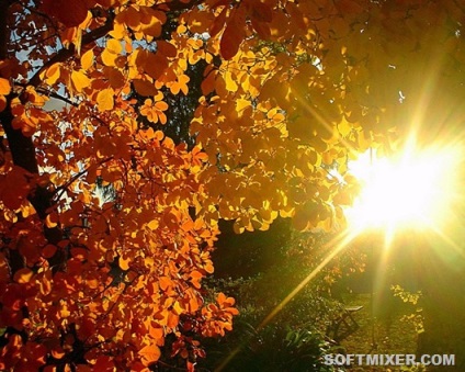 Ce știm despre „Babi vară“ (Indian Summer) Ce știm despre „Babi vară“