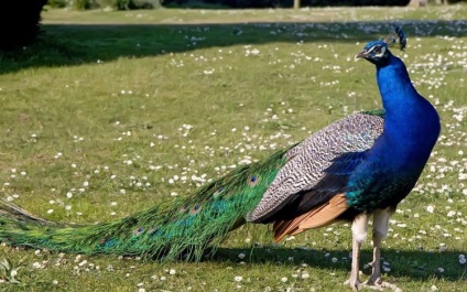 Ce să vezi în Burgas 1 zi (a se vedea) Ce să vezi în Burgas 1 zi