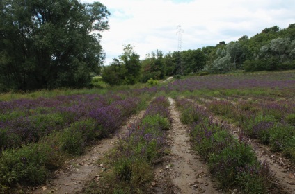 Ce să vezi în regiunea Provence din Franța, călătoresc împreună (de mare, în Provence) Ce să vezi în regiunea Provence din Franța, de călătorie împreună
