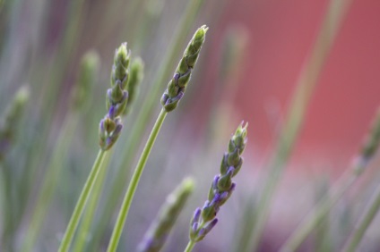 Ce să vezi în regiunea Provence din Franța, călătoresc împreună (mare) Ce să vezi în regiunea Provence din Franța, de călătorie împreună