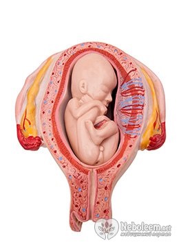 Ce se întâmplă cu uter la livrare (nastere) Ce se întâmplă cu uter la livrare