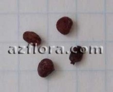 Cyclamen - o îngrijire a plantelor, transplant, alegerea solului, o perioadă de odihnă, reproducere (Cyclamen) Cyclamen - o îngrijire a plantelor, transplant, alegerea solului, o perioadă de odihnă, reproducere