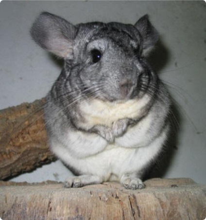 șinșila Csazhivanie - 5 moduri (rozătoarele) chinchilla Csazhivanie - 5 moduri