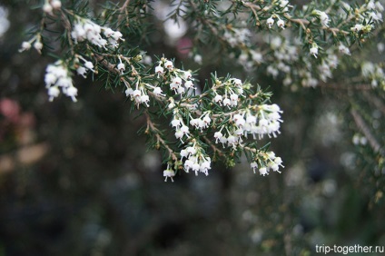 Blooming azalee în grădina botanică din București (Bucuresti) Înflorire azalee în Grădina Botanică din București