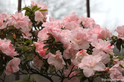 Blooming azalee în grădina botanică din București (februarie) Înflorire azalee în Grădina Botanică din București