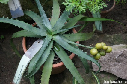 Înflorire azalee în grădina botanică București (azalee) Înflorire azalee în Grădina Botanică din București