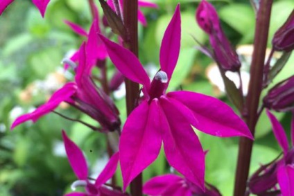 Flori Lobelia (Lobelia flori foto) flori Lobelia