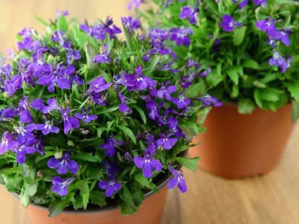 Flori Lobelia (tipuri fotografie de îngrijire de plantare) flori Lobelia