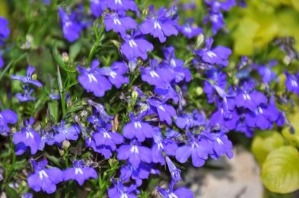Florile Lobelia (plantare lobelia și îngrijire) flori Lobelia