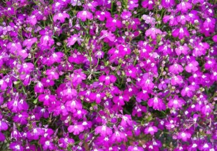 Flori Lobelia (Lobelia flori foto) flori Lobelia