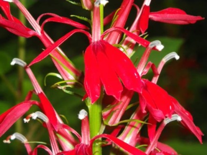Flori Lobelia (Lobelia) flori Lobelia