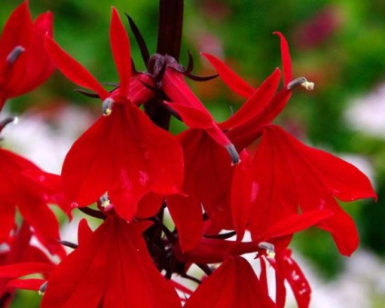 Flori Lobelia (Lobelia) flori Lobelia