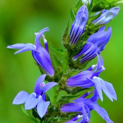 Flori Lobelia (Lobelia aterizare) flori Lobelia