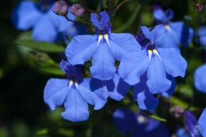 Flori Lobelia (Lobelia Îngrijire) flori Lobelia