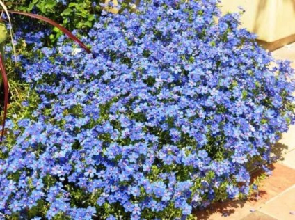flori Lobelia (flori) flori Lobelia