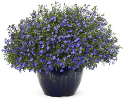 Flori Lobelia (Lobelia) flori Lobelia