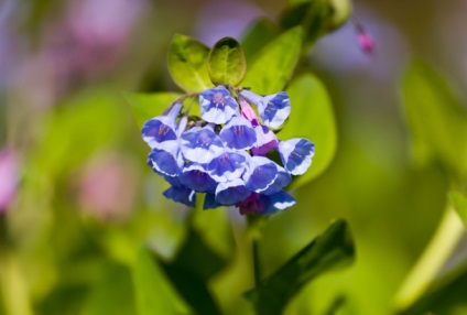 Flori în luna mai - ce flori la plante (flori) Flori în luna mai - ce flori pentru a planta