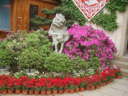 paturi de flori la cabana mâinile sale fotografie improvizat (Dacha) paturi de flori în țară cu propriile mâini fotografie improvizate