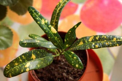 croton flori (codiaeum) (arte și plante cu frunze căzătoare) croton flori (codiaeum)