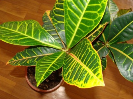 croton flori (codiaeum) (arte și plante cu frunze căzătoare) croton flori (codiaeum)
