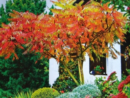 copaci ornamentali pentru grădină și grădină (arbori) copaci ornamentali pentru grădină și grădină