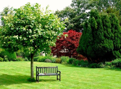 copaci ornamentali pentru grădină și grădină (arbori) copaci ornamentali pentru grădină și grădină