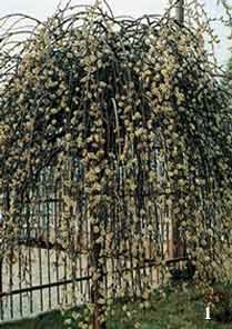 Arborele cu coroana plâns (coroana) Copac cu o coroană plâns