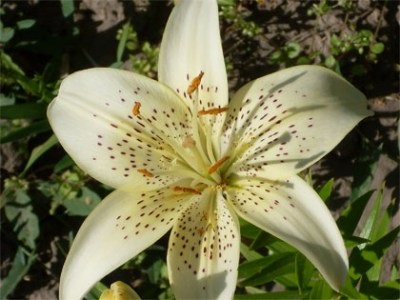flori Țară (LOSHCHININ) floare Țară