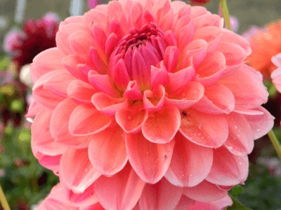 flori Țară (Dahlia) floare Țară