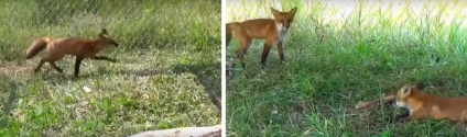 Ea a vrut să îngroape vulpea moartă (femeie) Ea a vrut să îngroape vulpea moartă