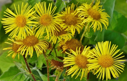Inula făcătorul legendele, aibolitnadomu (Carline) Nard vindecator legenda, aibolitnadomu