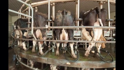 Mașini de muls pentru tipurile de vaci, o caracteristică dispozitiv (setări) Mașini de muls pentru vaci, caracteristici ale dispozitivului