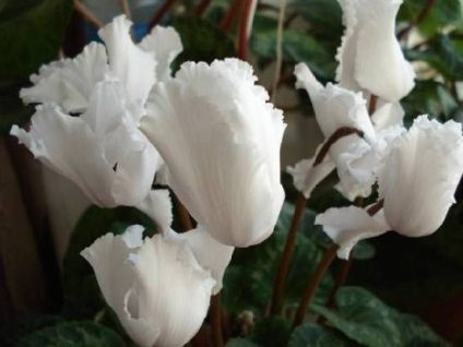 Casa Cyclamen (acasă) Cyclamen Acasă