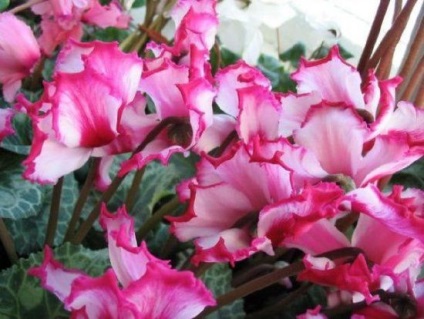 Acasă Cyclamen (Cyclamen) Cyclamen Acasă