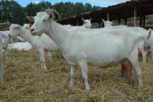 Descrierea de muls capre rasa (muls) Milch Descriere rase de caprine